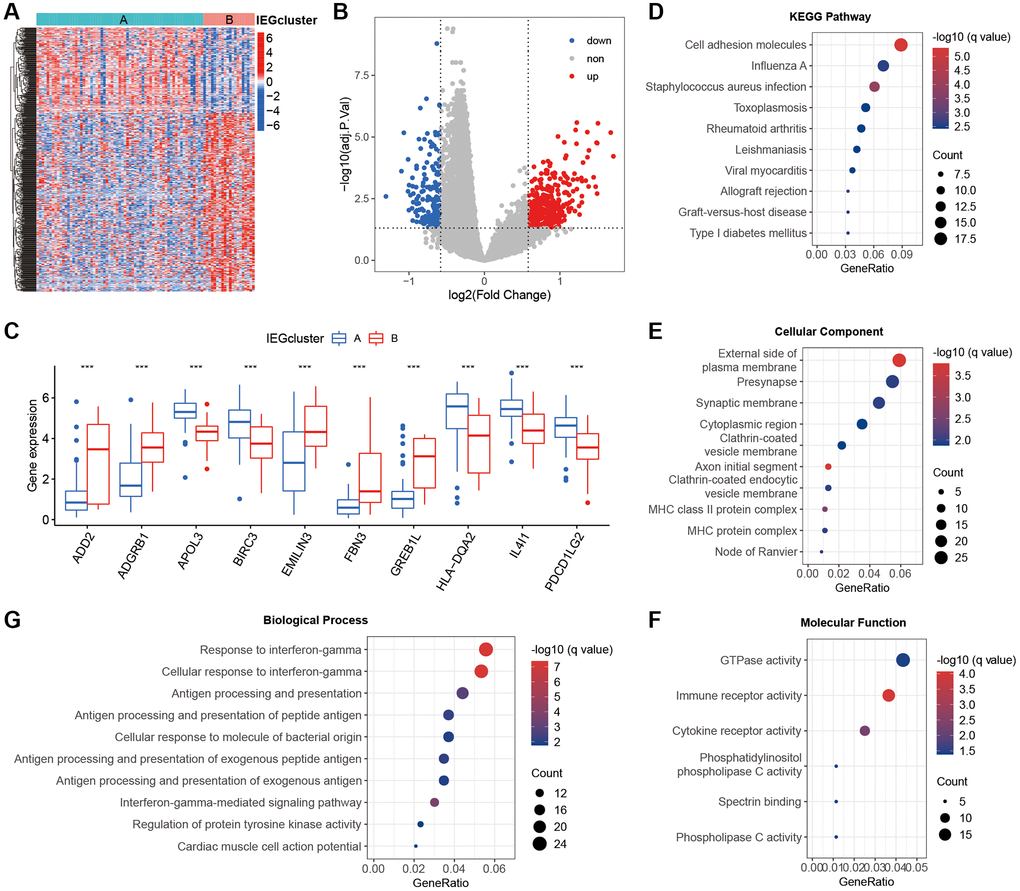 Functional enrichment analysis between the two clusters. (A) Heatmap of differentially expressed genes (DEGs) between the two clusters. (B) The volcano plot of DEGs. (C) Bubble plot of KEGG pathway analysis and (D–F) GO analysis. (G) Box plot showing the top 5 up-regulated and top 5 down-regulated genes.