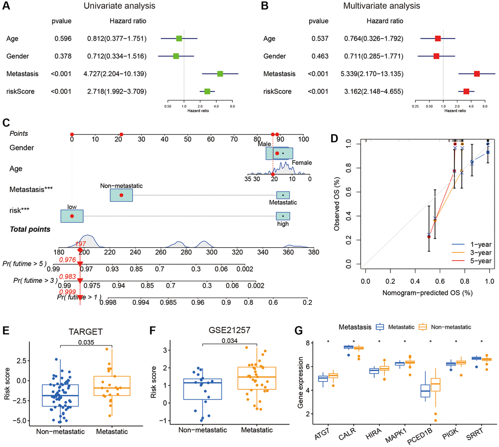 The relationships between clinical characteristics and the IEGs signature in osteosarcoma. (A, B) Univariate and multivariate Cox regression analysis for independent prognostic analysis of risk model. (C) Nomogram based on gender, age, metastasis and risk in the TARGET cohort. (D) The nomogram calibration curves for predicting 1-, 3-, and 5-year survival. (E, F) The relationship between the risk score and metastasis. (G) The expression level of the IEGs, the patients were grouped according to metastasis.