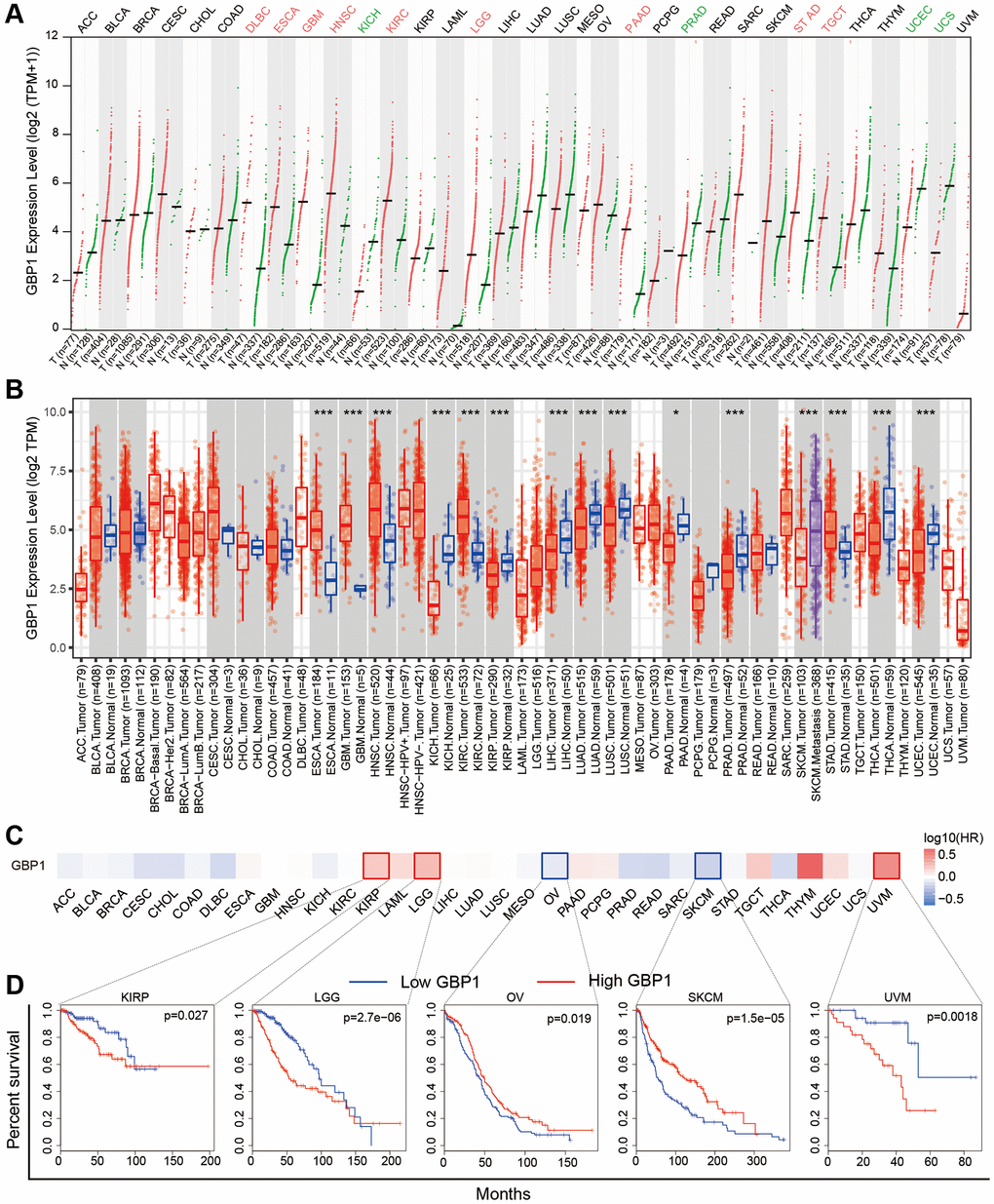 Expression and significance of GBP1 in Pan-caner. (A) Pan-cancer analysis of GBP1 expression based on the GEPIA2. (B) Pan-cancer analysis of GBP1 expression based on TIMER. (C) The survival map with positive results were presented. (D) Kaplan-Meier survival curves for overall survival rate over TCGA cancer types. *P **P ***P 