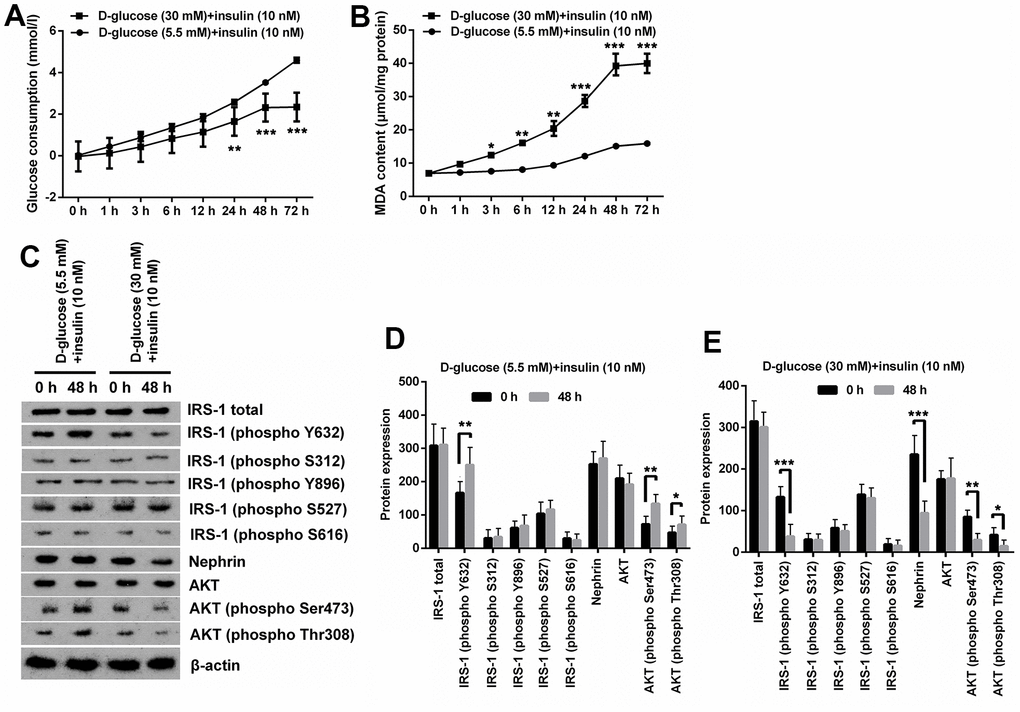 High glucose treatment induced oxidative stress and IR in MPC5 cells. (A) HG inducement distinctly reduced glucose consumption of MPC5 cells compared with normal glucose-treated group. (B) HG inducement notably augmented generations of malondialdehyde (MDA). (C–E) The phosphorylation of insulin receptor substrate (IRS)-1 (phospho Y632), AKT (phospho Ser473) and AKT (phospho Thr308) was markedly reduced by HG inducement. Besides, the expression of Nephrin was also notably decreased by HG inducement. (*P p p 