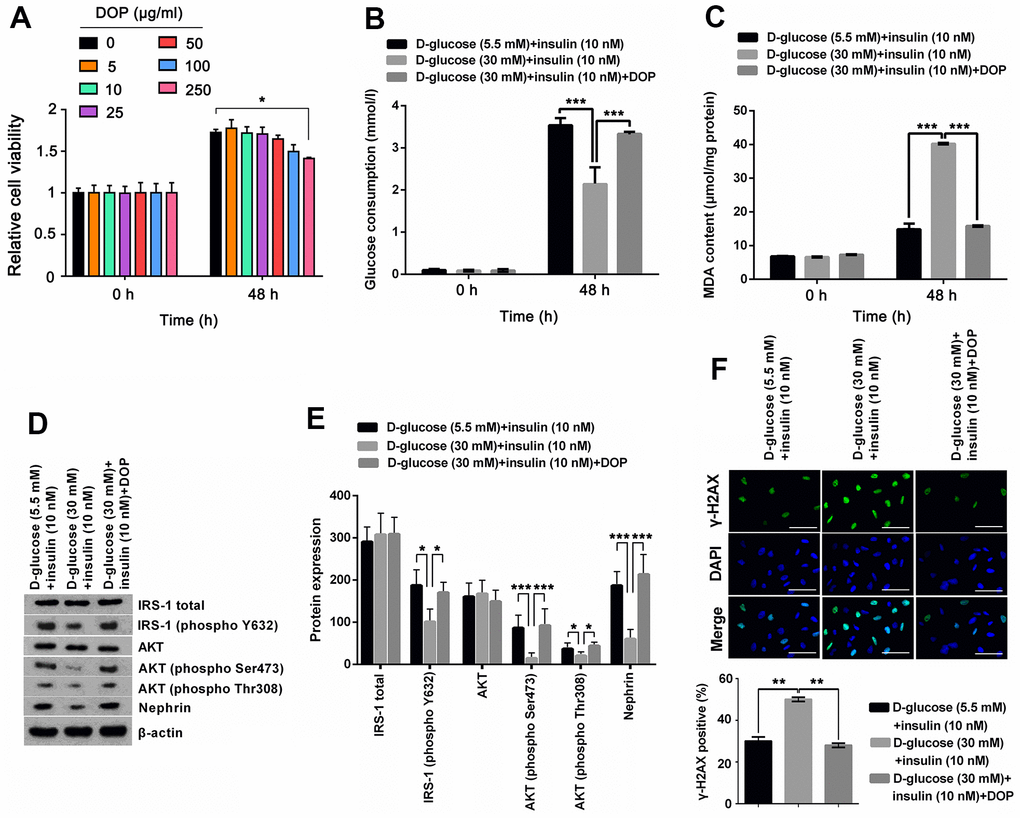 DOP treatment distinctly relived HG-induced oxidative stress and IR of MPC5 cells. (A) To determine the safety dosage of DOP, MPC5 cells were treated with various dosages of DOP (0, 5, 10, 25, 50, 100 and 250 μg/ml) for 48 hours. Cell viability was assessed by CCK-8 method. (B) DOP treatment notably augmented HG-reduced glucose consumption of MPC5 cells. (C) DOP treatment remarkably reduced HG-increased generations of malondialdehyde (MDA). (D, E) DOP treatment markedly relived HG-induced suppressive effects on the phosphorylation of insulin receptor substrate (IRS)-1 (phospho Y632), AKT (phospho Ser473), AKT (phospho Thr308) and Nephrin. (F) HG inducement markedly augmented the formation of γ-H2A.X foci, while DOP treatment notably reversed this effect. The bar in the figure indicates 10 μm (*p p p 