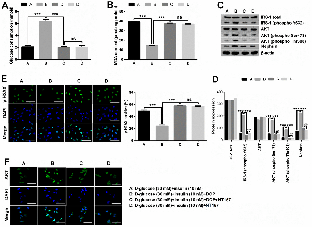 DOP treatment ameliorated HG-induced oxidative stress, IR and DNA damage of MPC5 cells by activating the phosphorylation of IRS-1/AKT. (A, B) IRS-1/2 inhibitor NT157 treatment remarkably impeded DOP-induced protective effects on HG-treated MPC5 cells, exhibiting as markedly decreased glucose consumption and increased malondialdehyde (MDA) generations. (C, D) IRS-1/2 inhibitor NT157 treatment notably reversed HG-induced increased phosphorylation of IRS-1 (phospho Y632), AKT (phospho Ser473), AKT (phospho Thr308) and Nephrin. (E) IRS-1/2 inhibitor NT157 treatment distinctly augmented DNA damage, exhibiting as markedly increased the formation of γ-H2A.X foci compared with DOP treated group. The bar in the figure indicates 10 μm. (F) DOP treatment remarkably increased the nuclear translocation of AKT, while this effect was notably counteracted by IRS-1/2 inhibitor NT157 treatment. The bar in the figure indicates 10 μm (*p p p 