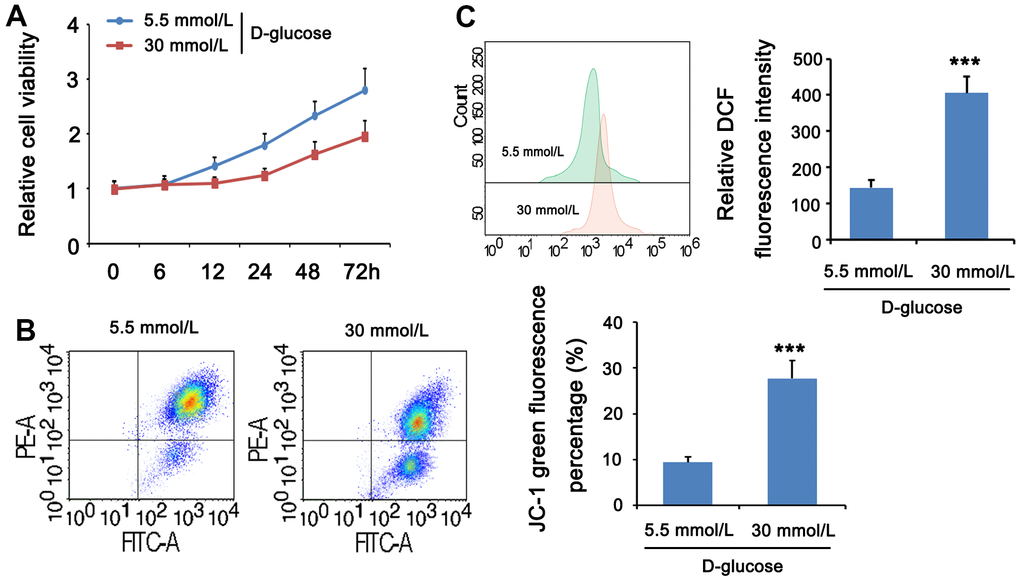 HG stimulation impaired mitochondrial function in MPC5 cells. MPC5 cells were divided into 5.5mm D-glucose group and 30mM D-glucose group. (A) Viability of MPC5 cells was detected by CCK-8 assay. From 12 h after stimulation, cell viability in the 30mM D-glucose group was significantly lower than that in the 5.5mm D-glucose group. (B) Mitochondrial membrane potential was evaluated by JC-1 staining assay. The percentage of mitochondrial membrane potential (Δψm) decreased is the percentage of JC-1 monomer. (C) DCF fluorescence was used to detect ROS levels. (*** p 