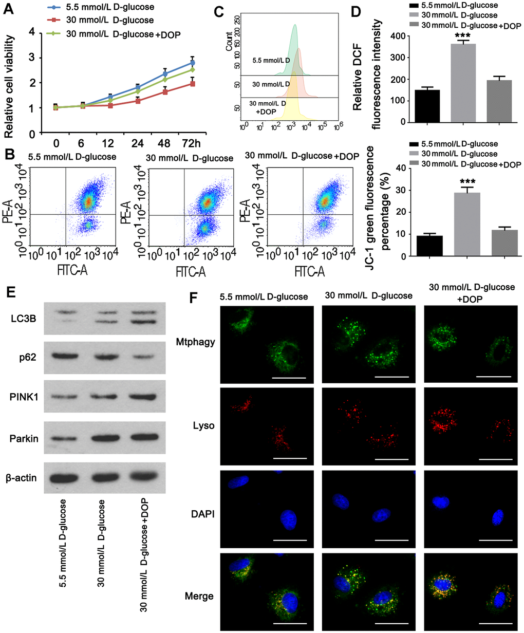 DOP elevated mitophagy in MPC5 cells. MPC5 cells were divided into 3 groups: normal glucose (5.5mM), HG (30mM) and HG with DOP treatment. (A) MPC5 cell viability of the three groups was detected by CCK-8 assay. (B) Flow cytometry was conducted to observe the mitochondrial membrane potential changes using JC-1 staining. (C, D) Detection of ROS content by using flow cytometry. (E) The expression of mitophagy-related proteins (Parkin, PINK1, LC3B) and mitophagy receptor P62 were detected by western blot. (F) Fluorescence intensity of mitochondrial MtphagyTracker and LysoTracker. The bar in the figure indicates 8 μm. (** p p 