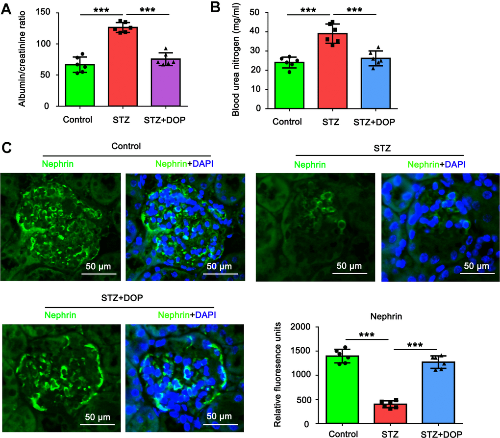 DOP alleviated the injury of podocytes in the diabetic mice. In this study, C57BL/6 mice were randomly allocated to three groups: control, STZ and STZ+DOP groups with six mice in each group. In STZ and STZ+DOP groups, C57BL/6J mice were injected intraperitoneally with STZ for 5 consecutive days. Two weeks after diabetes was induced, the mice in STZ+DOP group were injected with DOP (10mg/kg) intraperitoneally once a day for eight consecutive weeks. After the ten weeks, the blood was retained and the urine during 24h was taken from all the mice. (A) The urine albumin and blood creatinine were assessed for the evaluation of the albumin/creatinine ratio. (B) Blood urea nitrogen (BUN) was determined using the Urea Nitrogen (BUN) Colorimetric Detection Kit. (C) Immunofluorescence analysis of renal tissue was conducted to assess Nephrin protein level (*** p 