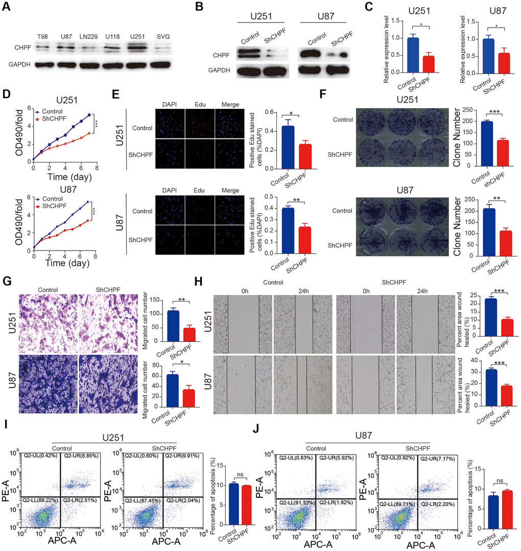 Knock-down of CHPF inhibited glioma growth in vitro. (A) Western blot analysis showed CHPF expression in five glioma cell lines and human normal cells. (B, C) The knockdown efficiency was verified by WB and RT-qPCR assays in U251 and U87 cells. (D–F) Effects of CHPF knockdown on cell proliferation by CCK-8, EdU and colony formation assay in U251 and U87 cells. (G) Effects of CHPF knockdown on invasive capacities by transwell assay in U251 and U87 cells. (H) Effects of CHPF knockdown on migratory ability by wound healing assay in U251 and U87 cells. (I, J) Effects of CHPF knockdown on cell apoptosis via flow cytometry. ns P > 0.05, * P 