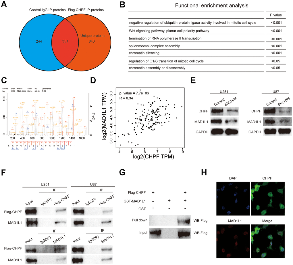 Verify the mutual regulation relationship between CHPF and MAD1L1. (A) The proteins potentially interacted with CHPF by IP and LC-MS/MS assays. (B) Gene ontology analysis of potentially interacted proteins with CHPF. (C) The result of IP and LC-MS/MS assays. (D) CHPF expression was positively associated with MAD1L1 expression in GBM based on GEPIA dataset. (E) Effects of CHPF knockdown on inhibiting MAD1L1 expression in U251 and U87 cells. (F) Co-IP assays were conducted to verify the interaction between CHPF and MAD1L1 in U251 and U87 cells. (G) The interaction between CHPF and MAD1L1 was verified using GST pull-down assay. (H) Immunofluorescence experiment revealed the location of CHPF and MAD1L1 in 251 cells.