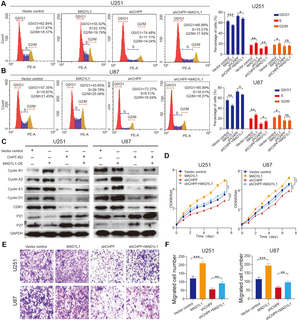 Overexpression of MAD1L1 partially rescued the diminished proliferative and invasive ability caused by silencing CHPF expression in glioma. (A, B) Flow cytometry assay showed the effects of MAD1L1 overexpression on U251 and U87 cells S conversion. (C) Western blot analysis showed the effects of MAD1L1 overexpression on the change of cycle-related proteins expression in U251 and U87 glioma cells. (D–F) CCK-8 and transwell assay showed the effects of MAD1L1 overexpression on U251 and U87 cells growth and migration. ns P > 0.05, * P 