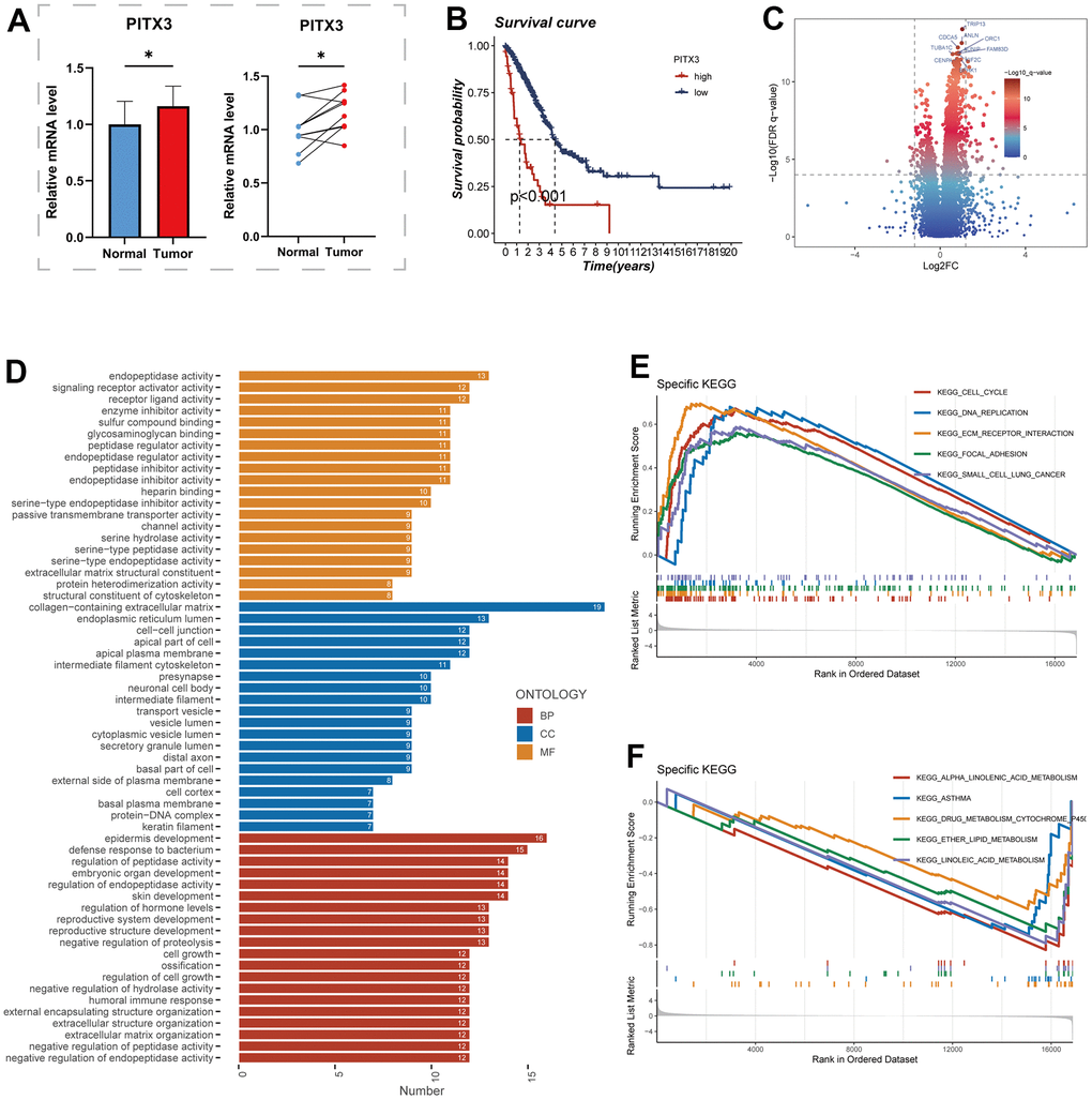 The role of PITX3. (A) Differential expression of PITX3 in normal and tumor samples of TCGA. (B) Survival differences in high and low PITX3-expressing samples. (C) Differential genes between samples with high and low expression of PITX3, results are presented in volcano plots. (D) Pathways of differential gene enrichment in GO. (E, F) GSEA enrichment analysis in the high- and low-PITX3 expressing groups.