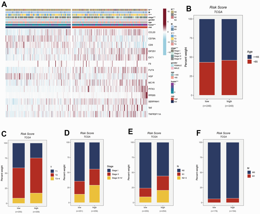 This figure provides insights into the connection between risk scores and various clinical attributes. The specific details are as follows: (A) Clinical characteristics are integrated with risk grouping to facilitate an examination of the distribution of clinical attributes and the expression patterns of model genes across distinct risk groups. (B–F) The distribution of age, T-stage, clinical stage, N-stage, and M-stage among LUAD patients in different risk groups is observed and presented as percentages.