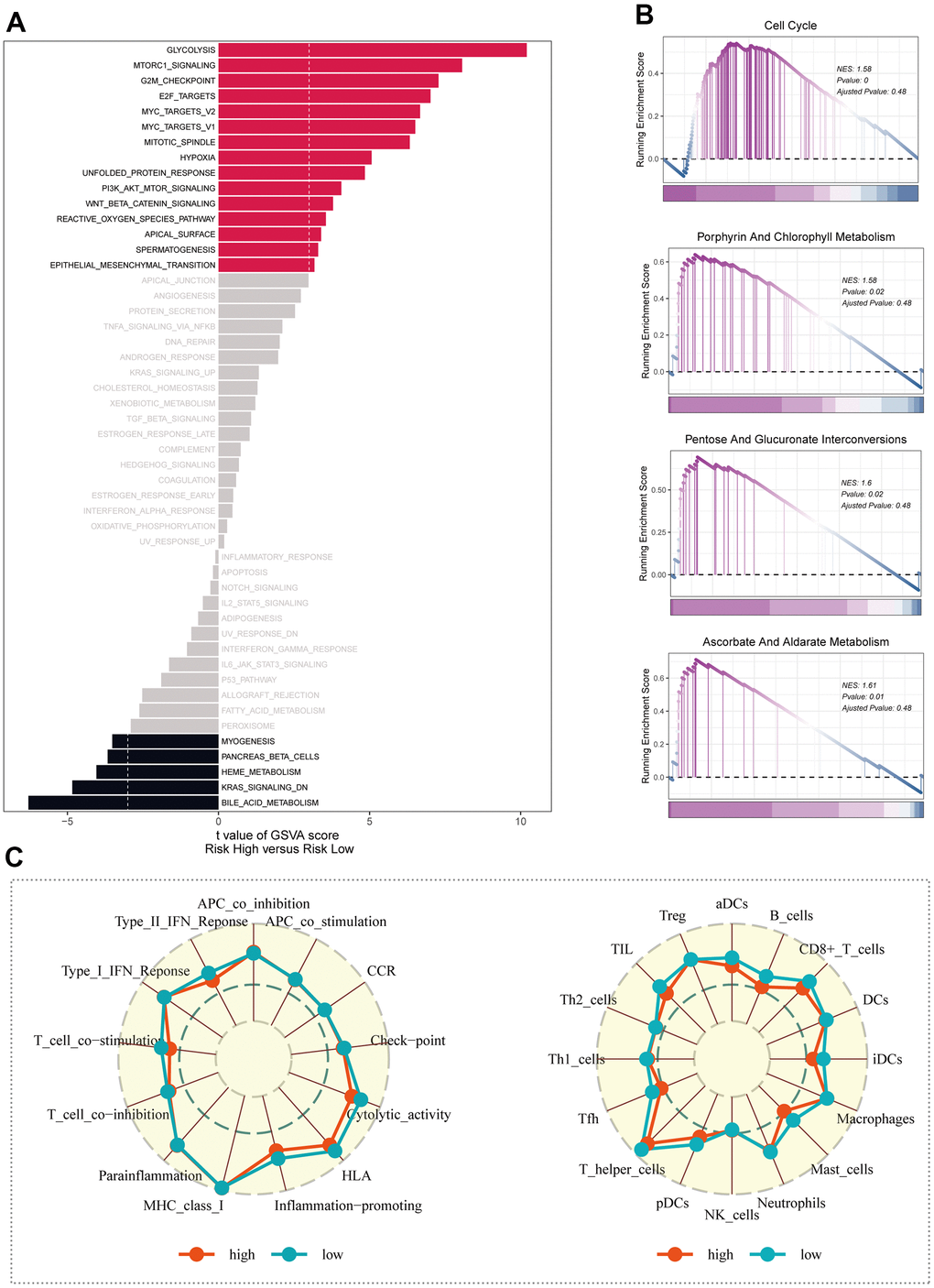 Enrichment analysis. (A) Exploring differences in GSVA enrichment analysis across risk groups. (B) Enrichment analysis of KEGG for differential genes in high and low risk groups. (C) Study of immune cell infiltration and immune-related pathway enrichment in high- and low-risk groups using ssGSEA.