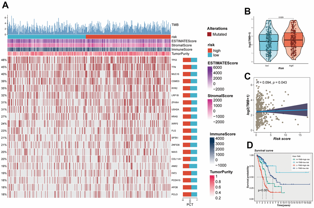 Mutation analysis. (A) Mutation landscape of the top 20 genes with mutation frequency in the high-low risk group. (B) TMB differences between high- and low-risk patients. (C) Relationship between risk score and tumor mutation burden. (D) Survival analysis between four different groups (High-TMB+High-Risk, High-TMB+Low-Risk, Low-TMB+High-risk, and Low-TMB+low-risk).