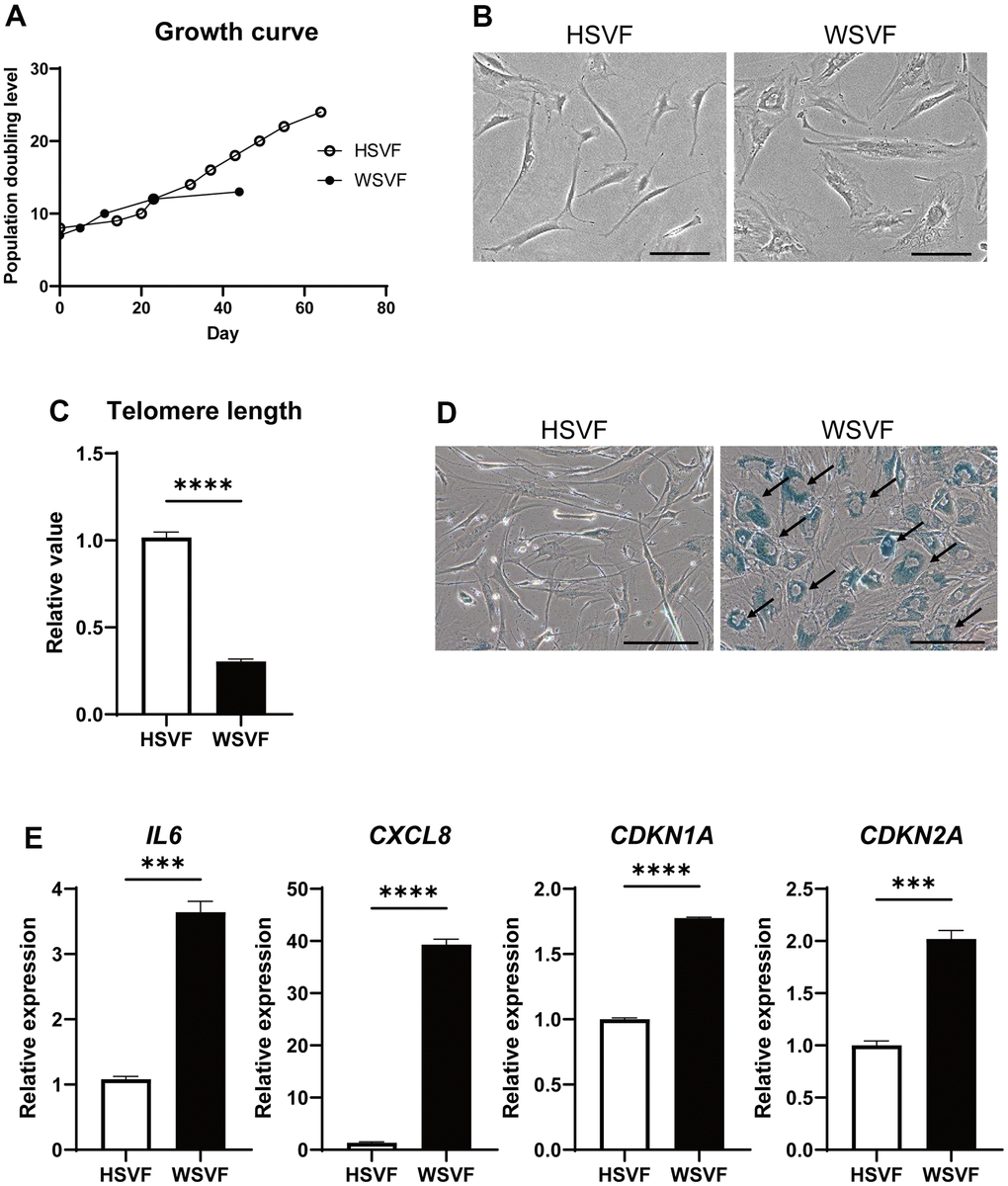 WSVF exhibits cellular senescence and increased expression levels of inflammatory genes. (A) Growth curves of SVF derived from a healthy individual and a patient with WS. (B) Comparison of the morphological features of the SVFs. Scale bar, 300 μm. (C) Quantification of the telomere length analyzed by quantitative real-time polymerase chain reaction. Data are presented as means ± S.E.M. of three technical replicates. For statistical analysis, student t-test was performed (****p D) Representative images of SA-β-gal staining of SVF. Black arrows indicate SA-β-gal-positive cells. Scale bar, 300 μm. (E) Quantitative real-time polymerase chain reaction of the relative expression of senescence-related genes. Data are presented as means ± S.E.M. of three technical replicates. For statistical analysis, student t-test was performed (ns, not significant; ***p p 