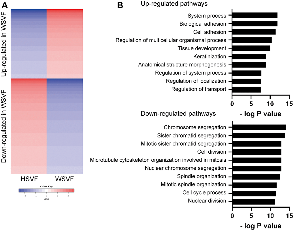Transcriptome analysis reveals distinct gene expression in WSVF. (A) k-means clustering of HSVF and WSVF. (B) List of the top ten gene ontology terms and corresponding p values related to Figure 3A. Pathway analysis of the top 2000 transcriptome using GO biological process. WS: Werner syndrome; SVF: stromal vascular fraction; HSVF: SVF derived from a healthy individual; WSVF: SVF derived from a patient with WS.