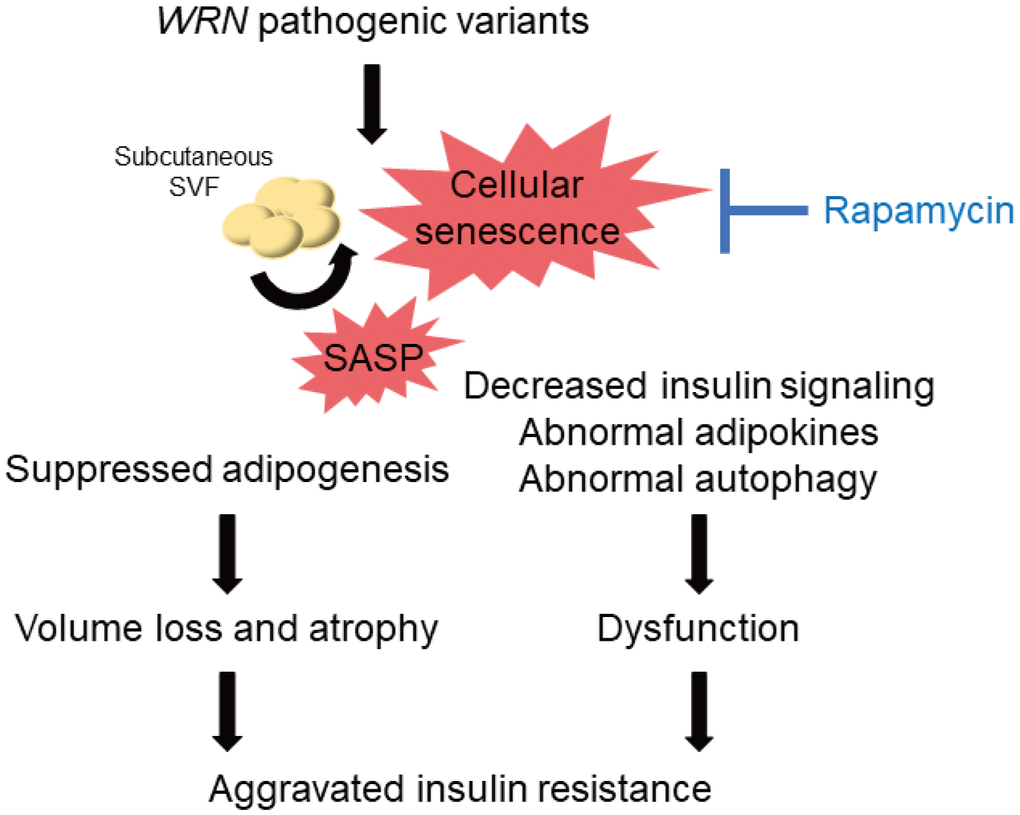 Schematic illustration of the lipodystrophy and insulin resistance exhibited by patients with WS. The genomic repair defect caused by pathogenic variants of the WRN gene leads to chronic inflammation and cellular senescence, resulting in inhibition of adipogenesis and dysfunction of adipocytes, leading to subcutaneous fat mass and quality loss, which in turn leads to subcutaneous fat atrophy and insulin resistance in patients with WS. WS: Werner syndrome; SVF: stromal vascular fraction; SASP: senescence-associated secretory phenotypes.