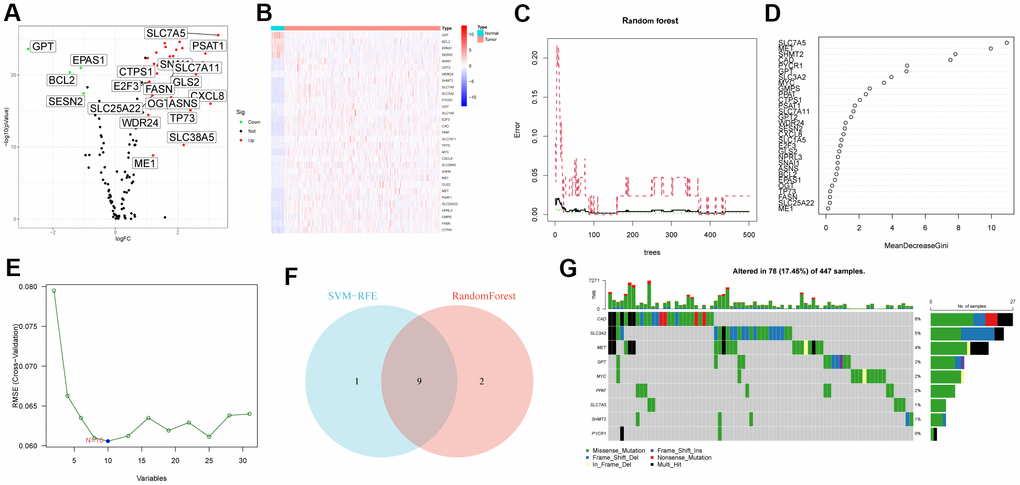 Characteristic gene screening. (A) Volcano map of differential expression of GMRGs. (B) Heatmap of DEG. (C, D) RandomForest evaluates the relative importance of DEG. (E) SVM–RFE algorithm. (F) Venn diagram of two machine learning algorithms. (G) Somatic mutation profiles of characteristic genes.