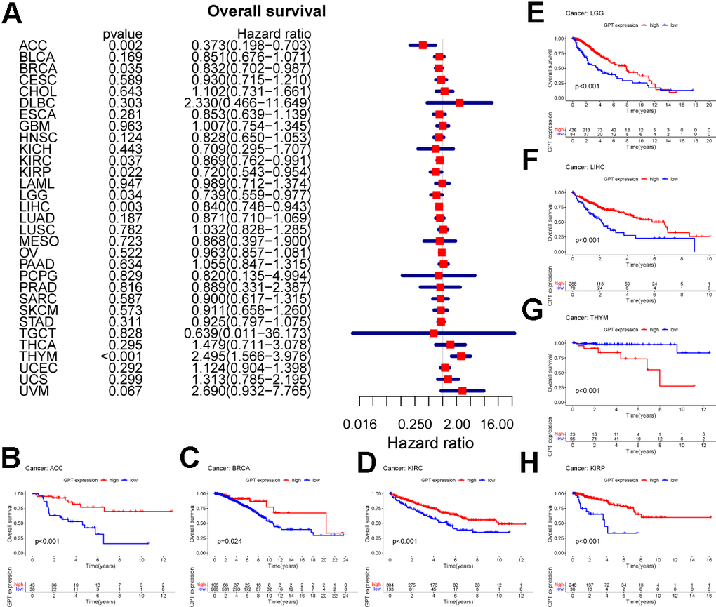 Prognostic value of GPT in pancancer. (A) Univariate Cox analysis to evaluate the correlation between GPT expression and OS in the patient. (B–H) Survival curves of GPT expression in 7 cancers.