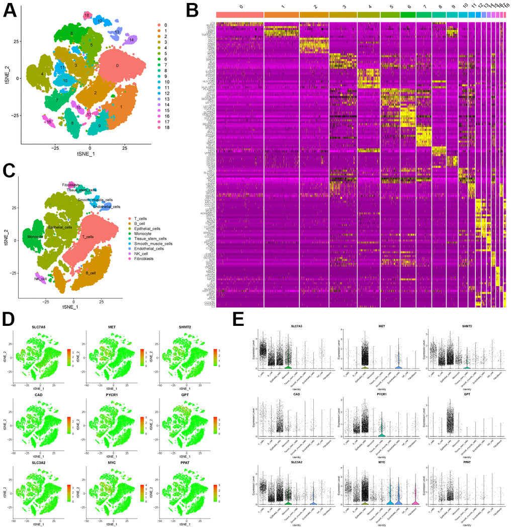 scRNA-seq analysis of CRC tissue. (A) tSNE analysis of CRC tissue scRNA-seq data to classify cell clusters. (B) Heatmap showing the top 10 genes highly expressed in each cell cluster. (C) The “Sin-gleR” package annotates the cell clusters into 9 cell types. (D) The distribution of the characteristic genes in the 9 cell types. (E) The bubble plot shows the expression levels of the characteristic genes in the 9 cell types.