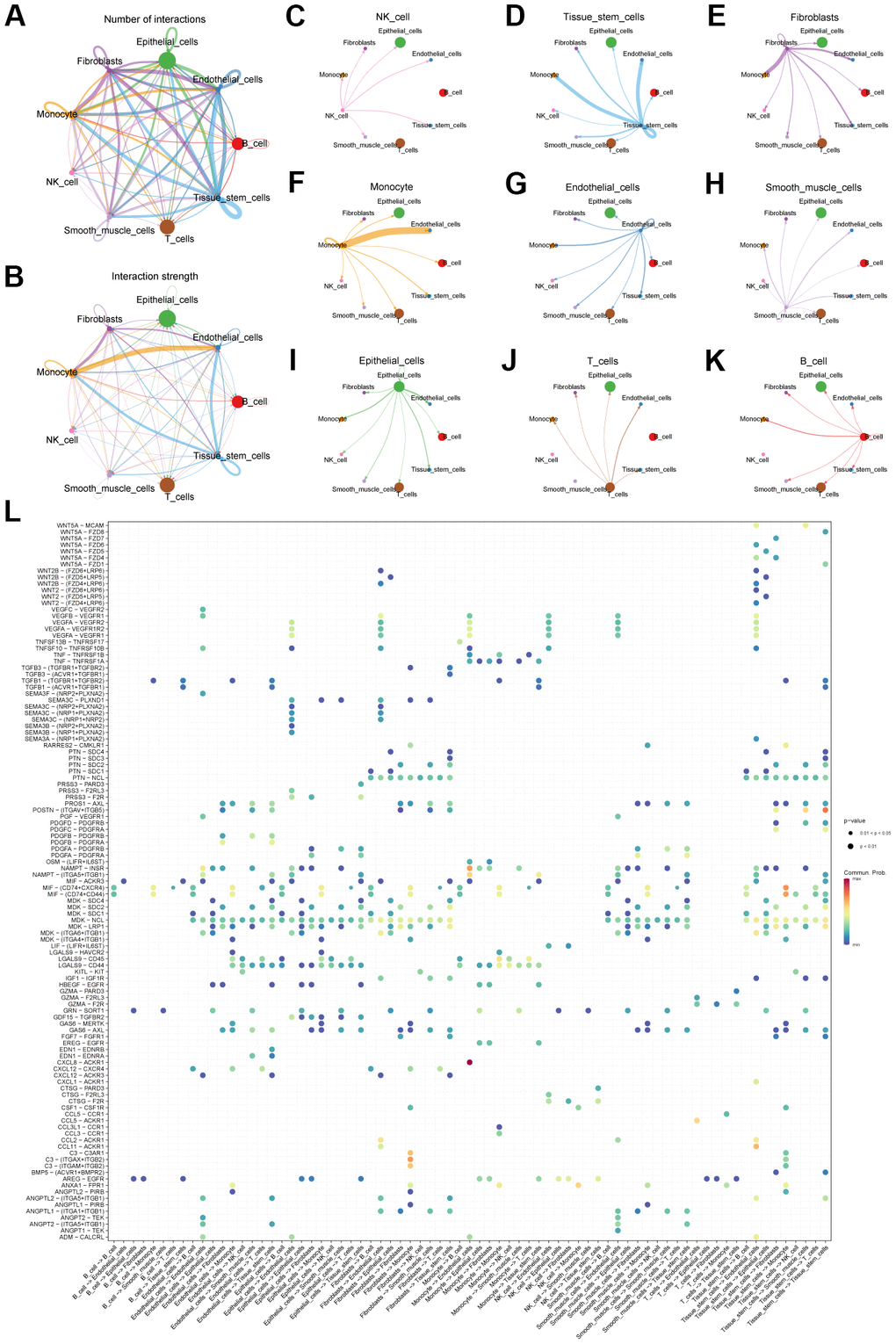 Cell communication analysis of scRNA-seq data. (A) Network diagram showing the number of connections between different cell types. (B) Network diagram showing the weight of connections between different cell types. (C–K) Diagram of the communication network between different cells and other cells. (L) Bubble plot showing genes involved in cell communication.