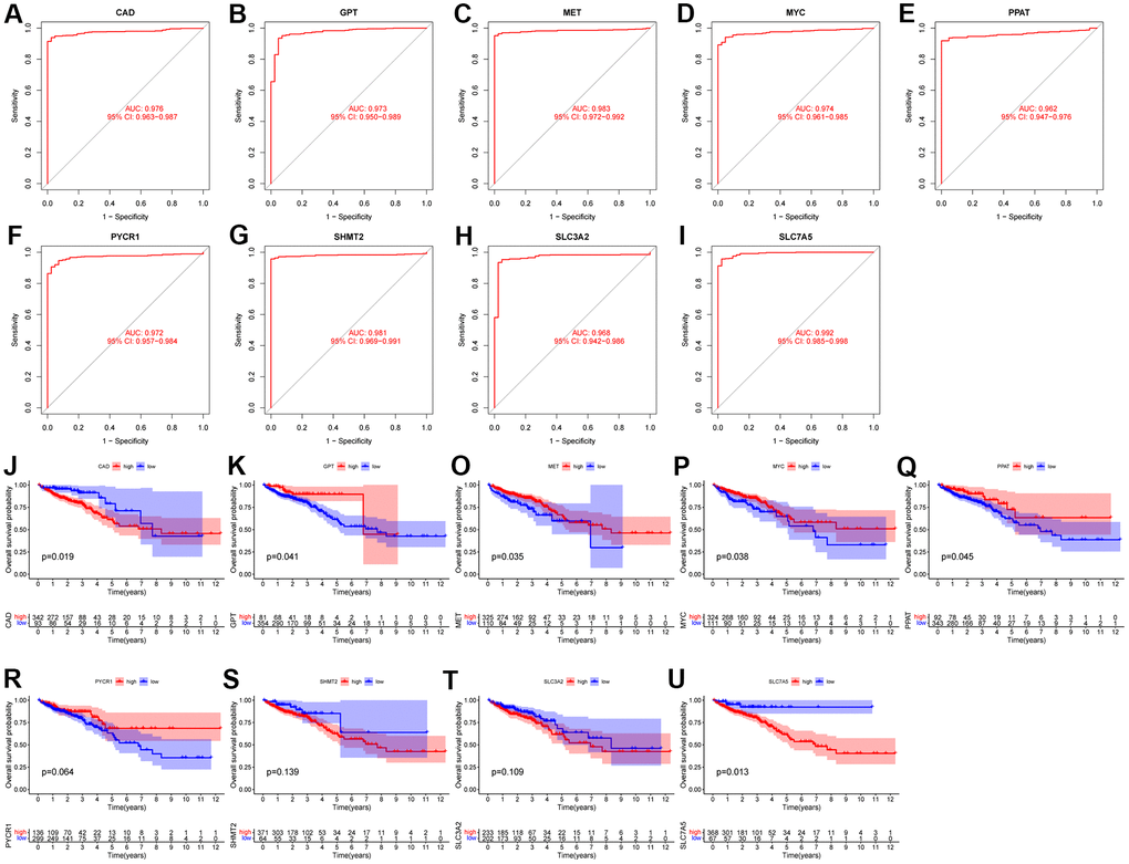 Evaluation of diagnostic performance and prognostic value of characteristic genes. (A–I) ROC curves of 9 characteristic genes. (J–U) KM survival curves of 9 characteristic genes.