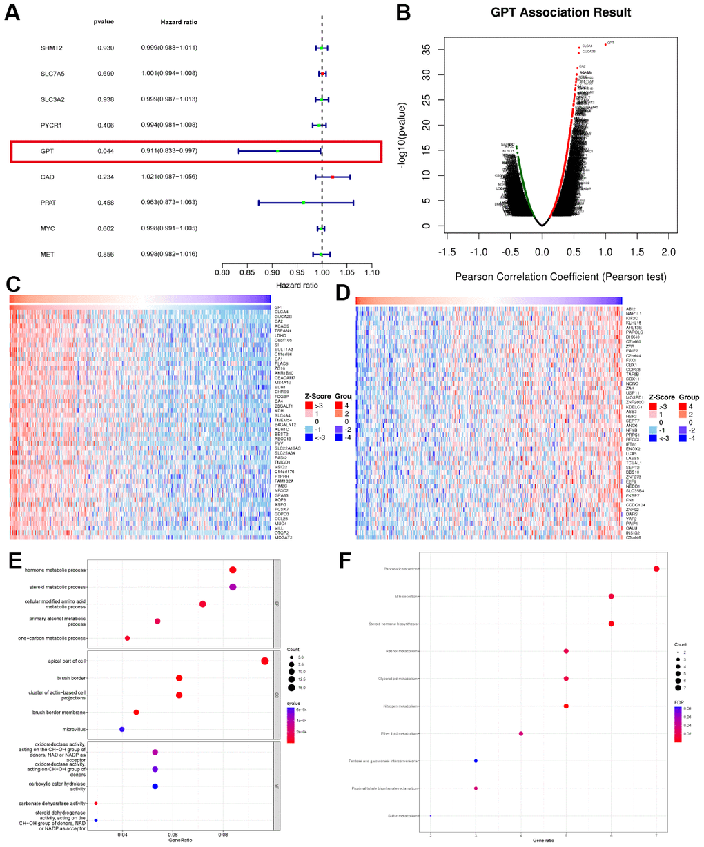 Co-expression analysis and enrichment analysis. (A) Univariate Cox regression analysis of characteristic genes. (B) Correlation of GPT ex pression with other genes. (C) Heatmap showing the 50 genes with the strongest positive correlation with GPT expression. (D) Heatmap showing the 50 genes most negatively correlated with GPT expression. (E) GO analysis. (F) KEGG analysis.