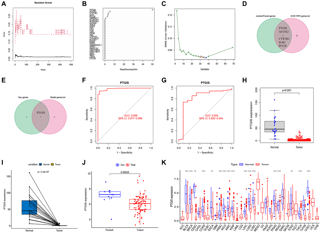 Feature gene selection. (A, B) RandomForest error rate versus the number of classification trees. (C) Biomarker signature gene expression validation by support vector machine recursive feature elimination (SVM–RFE) algorithm selection. (D) The intersection genes of SVM-RFE and RandomForest were screened by Venn diagram. (E) The genes included in our model were intersected with key characteristic genes to obtain PTGIS. (F) The ROC curve of PTGIS predicted the incidence of UCEC in TCGA database. (G) The ROC curve of PTGIS predicted the incidence of EC in GSE17025. (H) Box plots showed the expression of PTGIS in normal and UCEC tissues from TCGA. (I) The transcription levels of PTGIS in UCEC compared with the paired normal endometrial tissue was showed based on TCGA datasets. (J) Box plots showed the expression of PTGIS in normal and EC tissues from GSE17025. (K) Expression of PTGIS in pan-cancer.