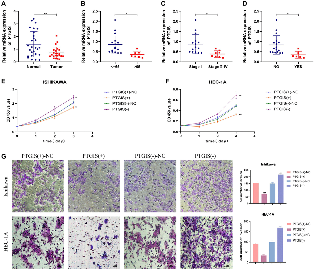 PTGIS regulates the biological behavior of EC cell lines. (A) he results of qRT-PCR showed the expression of PTGIS in normal endometrial tissue (n = 28) and human endometrial carcinoma tissue (n = 23). The expression of PTGIS in different groups divided by age (B), stage (C) and LN-metastasis (D). (E, F) CCK-8 assay was used to evaluate the proliferation effect of PTGIS. (G) Effect of LAMP3 on invasion assessed using the Transwell assay.