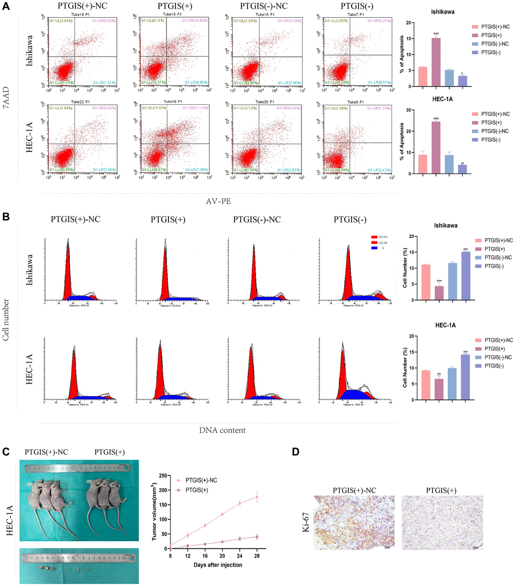 PTGIS regulates the biological behavior of EC cell lines and in vivo study of tumor xenografts. (A) Cell apoptosis assay was used to determine the effect of PTGIS on the apoptosis of Ishikawa and HEC-1A cell lines. (B) Cell cycle analysis was used to detect the effect of PTGIS on the cell cycle of Ishikawa and HEC-1A cell lines. (C) The nude mice carrying tumors from the respective groups are shown. The sample tumors from the respective groups are shown (n = 3, each group). (D) Expression levels of Ki-67.