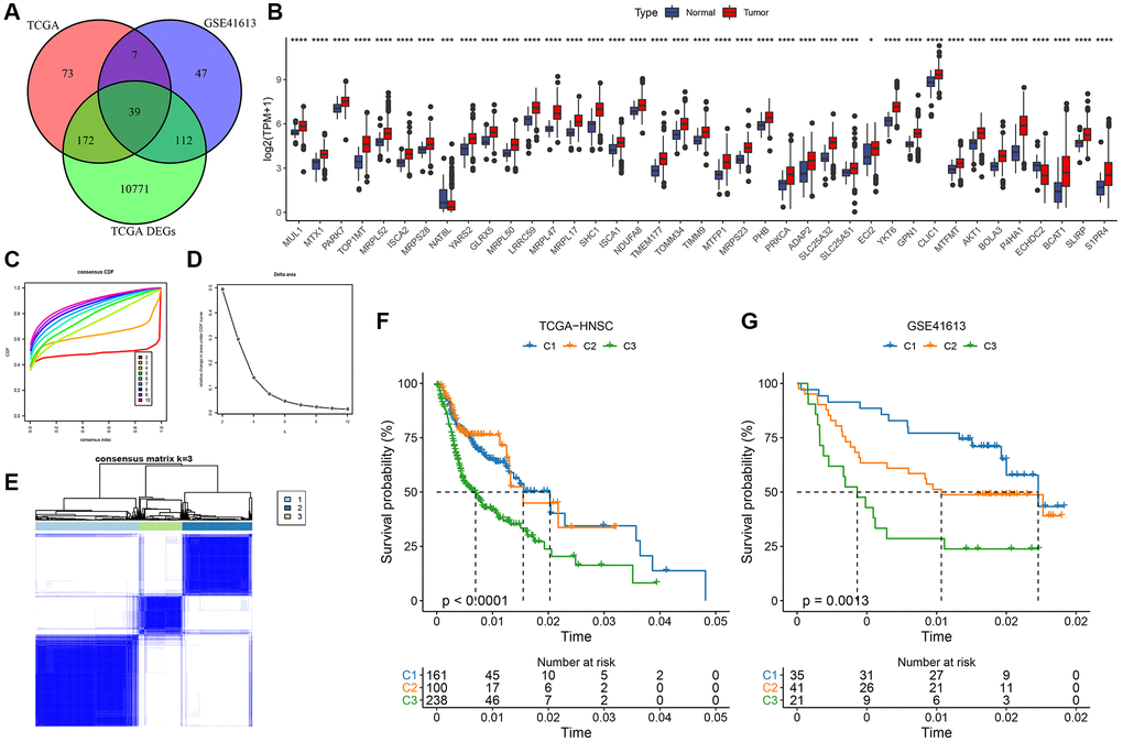 Molecular typing based on mitochondrial-related genes. (A) Identification of differential mitochondria-related genes with significant prognosis; (B) Expression of 39 genes in tumor and paraneoplastic normal samples; (C) CDF curves of TCGA cohort samples; (D) CDF Delta area curves of TCGA cohort samples, Delta area curve of consensus clustering, indicating the relative change in area under the cumulative distribution function (CDF) curve for each category number k compared with k – 1. The horizontal axis represents the category number k, and the vertical axis represents the relative change in area under the CDF curve; (E) Heat map of sample clustering at consensus k = 3; (F) KM curves of the relationship among the prognosis of the three subtypes of TCGA; (G) KM curves of the prognosis of the three subtypes in the GSE41613 cohort.