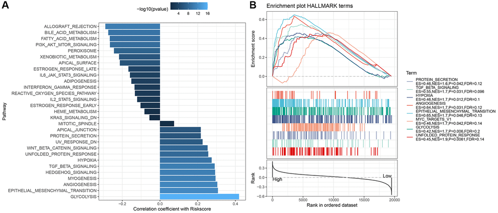 Correlation between differential pathways and RiskScore in risk groups and their GSEA results in TCGA dataset. (A) Correlation between risk intergroup differential pathways and RiskScore in TCGA dataset; (B) GSEA results for high- and low-risk groups in TCGA dataset.