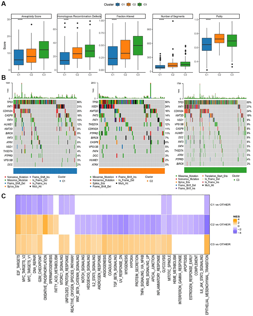 Genomic alterations in molecular subtypes of TCGA cohort. (A) Comparison of homologous recombination defects, aneuploidy score, fraction altered, number of segments, tumor purity in molecular subtypes of TCGA cohort differences; (B) Somatic mutations in the three molecular subtypes; (C) GSEA results among molecular subtypes of TCGA cohort.