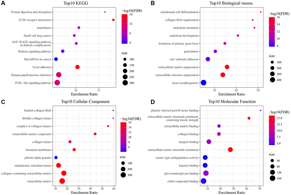 Enrichment results of GO and KEGG pathways of differentially upregulated genes in C3 subtype. (A) Results of KEGG analysis of upregulated genes in TCGA-HNSC cohort C3; (B–D) Results of GO analysis of upregulated genes in TCGA-HNSC cohort C3.