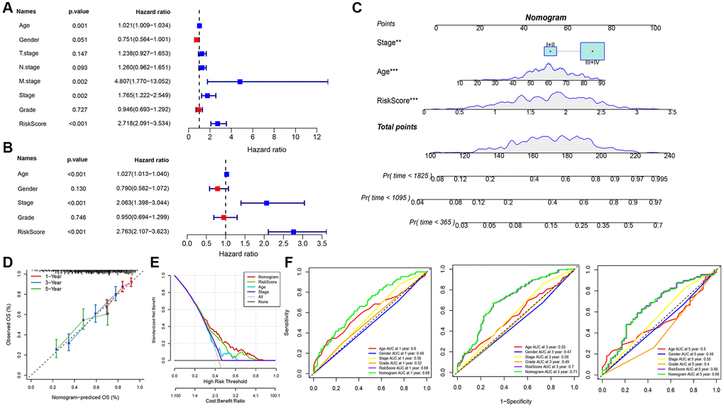 Determination and survival prediction ability of nomogram. (A) Single-factor forest plot of RiskScore and clinical features; (B) Multifactor forest plot of RiskScore and clinical features; (C) RiskScore combined with clinical features column line plot; (D) Calibration curves of column line plot at 1, 3, and 5 years; (E) Decision curve of column line plot; (F) ROC curves of various clinical features for overall survival (OS) at 1, 3, and 5 years.