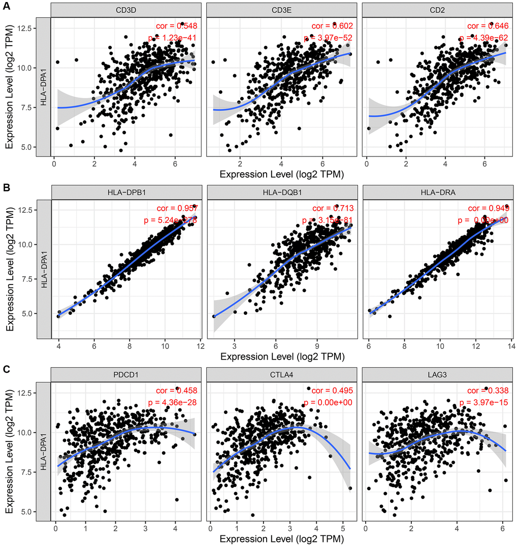 The association between the HLA-DPA1 overexpression and immune cell markers in LUAD using the TIMER database. (A) T cell markers; (B) Dendritic cell markers; (C) T cell exhaustion markers. Abbreviations: DC: dendritic cells; LUAD: lung adenocarcinoma.