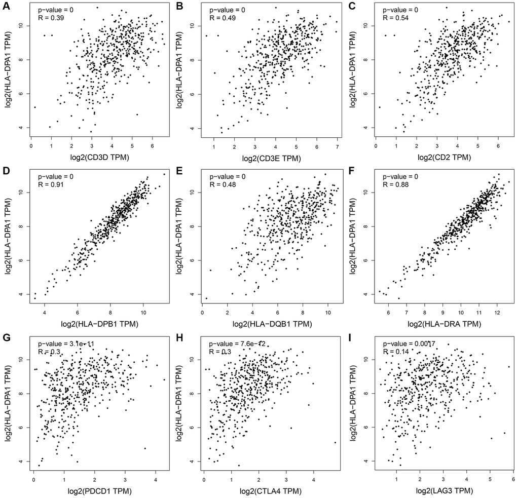 The association between the HLA-DPA1 overexpression and immune cell markers in LUAD using the GEPIA database. (A) CD3D; (B) CD3E; (C) CD2; (D) HLA-DPB1; (E) HLA-DQB1; (F) HLA-DRA; (G) PDCD1; (H) CTLA4; (I) LAG3. Abbreviation: LUAD: lung adenocarcinoma.