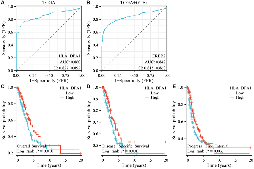 The correlation between the expression of HLA-DPA1 and the diagnosis and prognosis of patients with LUAD. (A, B) Diagnostic values of HLA-DPA1 in LUAD using ROC analysis; its correlation with (C) OS; (D) DSS; (E) PFI. Abbreviations: LUAD: lung adenocarcinoma; ROC: receiver operating characteristic; OS: overall survival; DSS: disease-specific survival; PFI: progress-free interval.