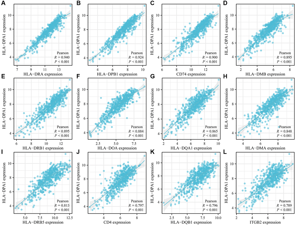 Genes positively co-expressed with HLA-DPA1 in LUAD. (A) HLA-DRA; (B) HLA-DPB1; (C) CD74; (D) HLA-DMB; (E) HLA-DRB1; (F) HLA-DOA; (G) HLA-DQA1; (H) HLA-DMA; (I) HLA-DRB5; (J) CD4; (K) HLA-DQB1; (L) ITGB2. Abbreviation: LUAD: lung adenocarcinoma.