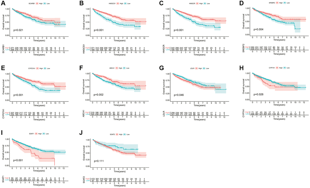 Survival analyses for each CMG based on 539 patients with ccRCC from the TCGA database. (A) SCARB1; (B) HMGCS1; (C) HMGCR; (D) SREBF2; (E) CYP27A1; (F) ABCA1; (G) LDLR; (H) CYP7A1; (I) SOAT1; (J) SOAT2. Kaplan-Meier curves with p 