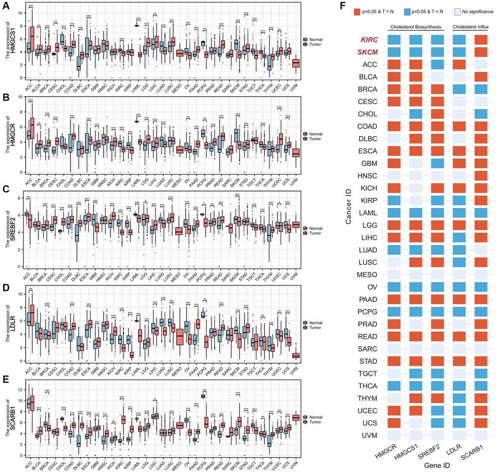 Pancancer analysis of cholesterol-resource related gene expression. (A–E) Differential mRNA expression analysis of (A) HMGCS1, (B) HMGCR, (C) SREBF2, (D) LDLR, and (E) SCARB1 between malignant tumor and corresponding adjacent tissues. (F) The heatmap showing the differences in the expression of each cholesterol-resource related gene in each malignant tumor and corresponding adjacent tissues. Abbreviations: T > N: The gene expression in the tumor is higher than the adjacent tissue; T *p-value **p-value ***p-value 