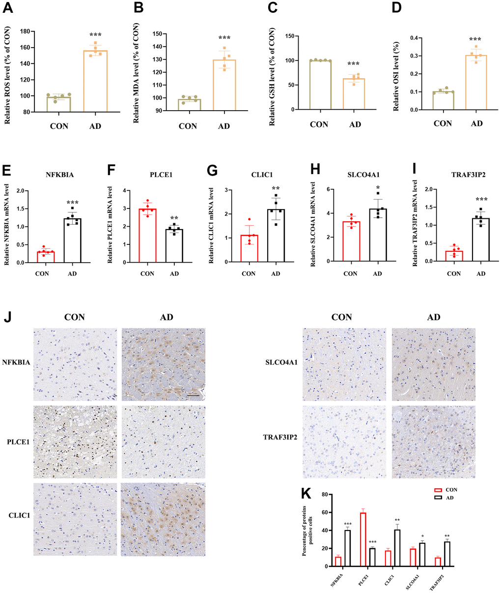 The expression value of NFKBIA, PLCE1, CLIC1, SLCO4A1 and TRAF3IP2 in AD animal model. (A) Detection of ROS level in the cortex of mice brain. (B) Detection of MDA level in the cortex of mice brain (n = 5). (C) Detection of GSH level in the cortex of mice brain (n = 5). (D) Detection of OSI level in the cortex of mice brain (n = 5). (E–I) RT-qPCR for NFKBIA, PLCE1, CLIC1, SLCO4A1 and TRAF3IP2 in the cortex of mice brain (n = 5). (J, K) IHC for NFKBIA, PLCE1, CLIC1, SLCO4A1 and TRAF3IP2 in the mice brain. *p  0.05; **p  0.01; ***p  0.001. OSI: Oxidative stress index.