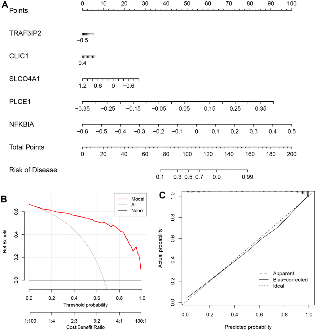 The nomogram model (based on the five DEOSGs) in GSE122063. (A) The nomogram. (B) The DCA curve. (C) The curve of calibration.