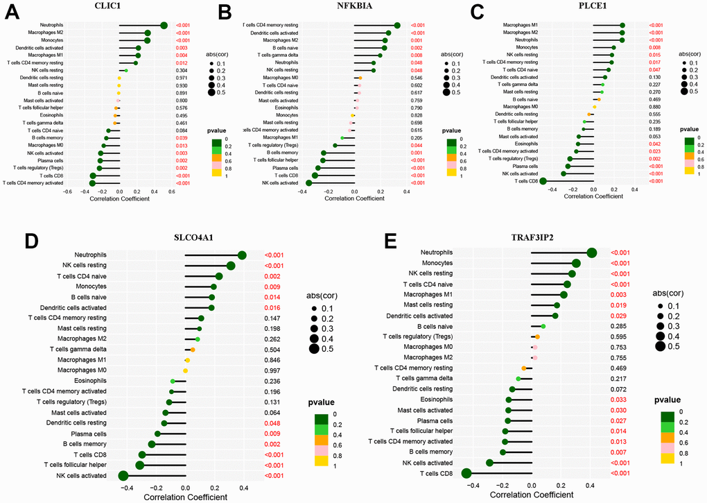 Immune cell infiltration of the five DEOSGs. (A) The correlation analysis of immune cell infiltration with CLIC1. (B) The correlation analysis of immune cell infiltration with NFKBIA. (C) The correlation analysis of immune cell infiltration with PLCE1. (D) The correlation analysis of immune cell infiltration with SLCO4A1. (E) The correlation analysis of immune cell infiltration with TRAF3IP2.