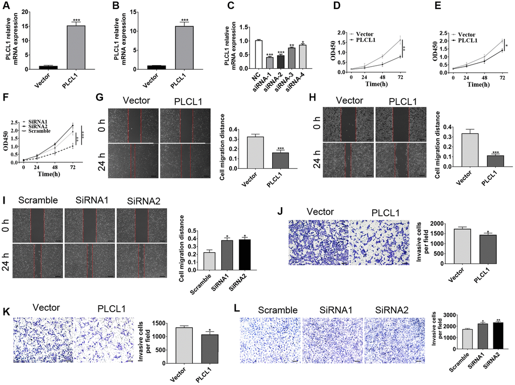 PLCL1 inhibits RCC cancer cell migration and invasion. (A, B) Representative RT–qPCR analysis of 786-O and ACHN cells transfected with lentiviral vector encoding PLCLA and lentivirus vector. (C) Representative RT–qPCR analysis of 769P cells transfected with PLCL1 siRNA or scrambled control. (D–F) CCK8 assays were utilized to determine the proliferation of 786-O, ACHN and 769P cell lines. (G–I) Wound healing assays were used to explore the role of PLCL1 in RCC cells, and quantification analyses of the results were performed at 0 and 24 hours. Scale bar: 100 μm. (J–L) 786-O, ACHN and 769P cell lines with different treatments were examined by transwell assay. Scale bar: 100 μm. Data are shown as the mean ± SE from three independent experiments. Student’s t test was performed to determine statistical significance between two groups. Scale bar: 100 μm. *P **P ***P 