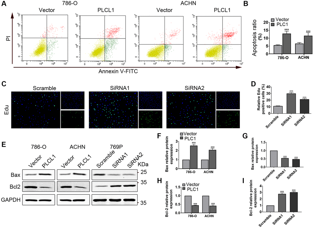 PLCL1 induces apoptosis in RCC cells. (A, B) Flow cytometry analysis was utilized to measure apoptosis in 786-O and ACHN cells transfected with PLCL1 or vector. (C, D) 769P cells were transfected with siRNA-PLCL1 #1, shRNA-PLCL1 #2 or siRNA-scrambled, and proliferation was examined using Edu kits, nuclei stained blue by DAPI, green for positive cells. Scale bar: 50 μm. (E–I) Representative western blots and quantification analysis of Bax and Bcl2 in RCC cells with different treatments. GAPDH was used as a loading control. Data are shown as the mean ± SE from three independent experiments. Student’s t test was performed to determine statistical significance between two groups. *P **P ***P 