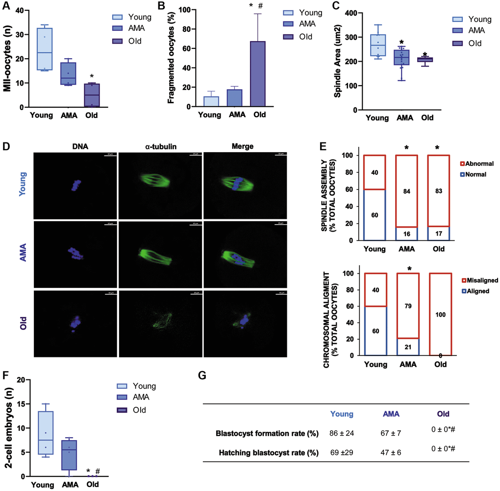 Reproductive outcomes of a NOD/SCID mouse model for physiological human aging. The number of metaphase-II (MII) oocytes (A) and percentage of fragmented oocytes (B) recovered from young, advanced maternal age (AMA), and old mice, following controlled ovarian stimulation (COS) are decreased by age. The oocyte quality is also affected by age reducing (C) spindle area in AMA oocytes. (D) Representative immunofluorescence images of oocyte quality analysis, showing alpha-tubulin (green) and chromosomes (blue). The white scale bars are set to 10 μm. (E) The proportion of oocytes with normal vs. abnormal spindle assembly (top) and aligned vs. misaligned chromosomes (bottom) are modified with age. At the time of collection, the number of recovered 2-cell embryos (F) is lower in aged mice. (G) Blastocyst formation and hatching rates following in vitro embryo culture are also impaired. All analyses were based on four samples per group. *p #p 