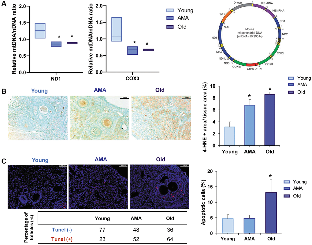 Mitochondrial function in the ovaries of a NOD/SCID mouse model for physiological human aging. (A) Relative mitochondrial/nuclear DNA (mtDNA/nDNA) ratio in the ovarian tissue of young, advanced maternal age (AMA) and old mice, based on the RT-qPCR amplification of ND1 and COX3 mitochondrial genes normalized to the nuclear 18S gene shows a reduced number of mitochondrial copies in aged groups. Note, ND1 and COX3 were selected from the stable regions of the mouse mtDNA (depicted as the purple, blue, and green segments). (B) Photomicrograph of ovarian sections shows oxidative damage (brown) visualized with the immunohistochemical staining of the peroxidative lipid product 4-hydroxynonenal (4-HNE), and corresponding quantification of the damaged tissue is higher in older mice. The black scale bars are set to 100 μm. (C) Representative immunofluorescent images of cell death (indicated by TUNEL-positive red signal), and the corresponding quantification of apoptotic cells notice more apoptosis in older mice. White scale bars are set to 100 μm. All analyses were based on four samples per group. *p #p 