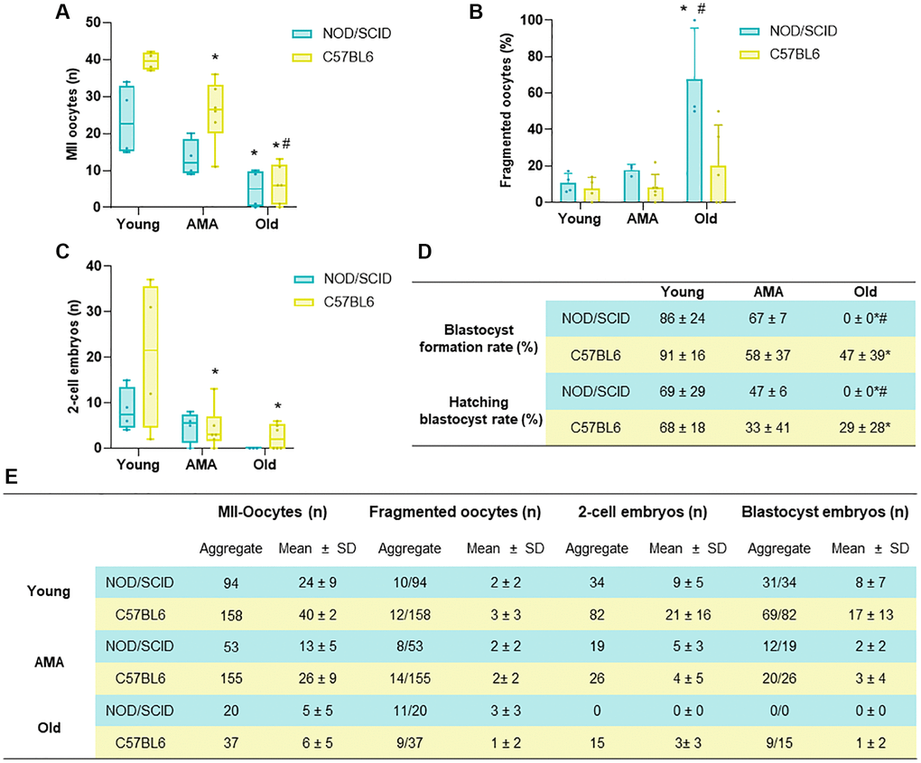 Comparison of the reproductive outcomes of NOD/SCID and C57BL/6 mice. (A) The number of metaphase (MII)-oocytes, (B) fragmented oocytes, and (C) 2-cell embryos recovered following controlled ovarian stimulation (COS) in young, Advance maternal age (AMA), and old mice from NOD/SCID and C57BL/6 showed similarities between strains. (D) Blastocyst formation and hatching rates after in vitro embryo culture were affected by age in both mice strains. (E) Summary table presenting aggregate data and mean+ SD per mouse for the number of MII-oocytes, fragmented oocytes, 2-cell embryos and blastocysts in both strains tested. N = 4–6 mice per group. *p #p 