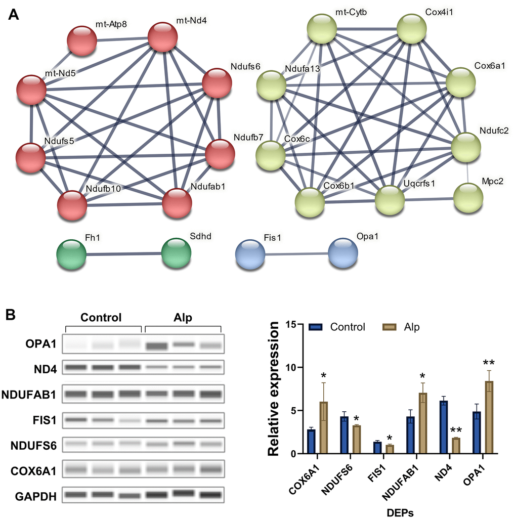 Network analysis visually and validation of mitochondria-associated proteins. (A) Mitochondria-associated proteins interaction network. The thickness of the line indicates the confidence of interaction. Different marker colors indicate varied clusters of protein function (Red represents Complex I, green represents Complex II, yellow represents Complex IV, and blue represents dynamics process); (B) Validation of selected mitochondria-associated proteins, n = 3, Data are presented as mean ± SEM, *p **p 