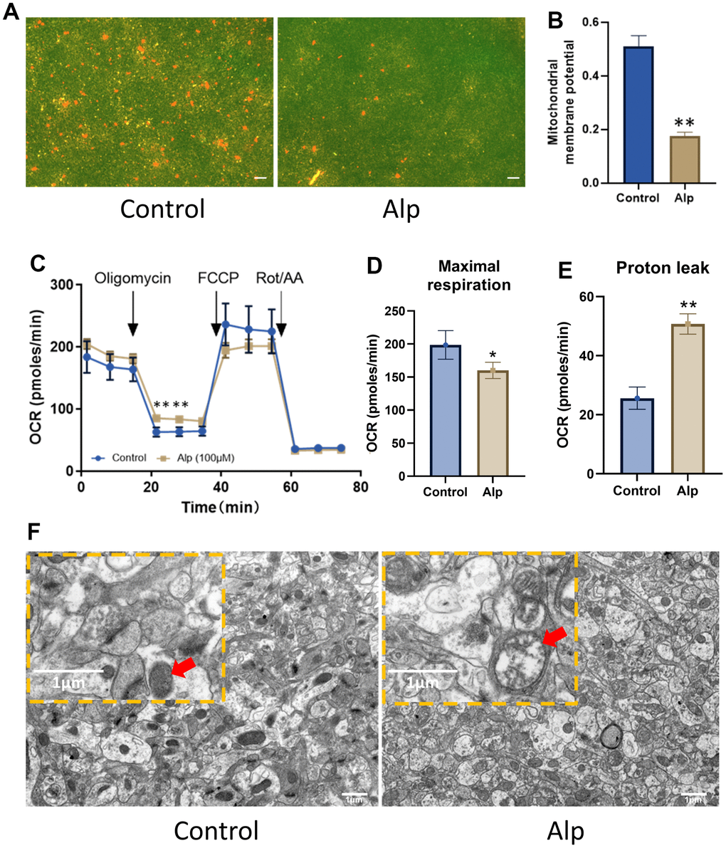 Effects of Alp on mitochondrial function in the hippocampal neurons. (A, B) Alp causes changes in MMP (n = 6). (C) Mitochondrial OCR was assessed 48 h post-treatment with Alp (n = 3). Parameters of mitochondrial function, (D) maximal respiration, and (E) proton leak, were calculated based on the OCR values. (F) Repeated Alp administration (1.84 mg/kg) alters the mitochondrial morphology in mouse hippocampal tissue. Data are presented as mean ± SEM, *p **p A) Scale bar is 10 μm. (B) scale bar is 1 μm.