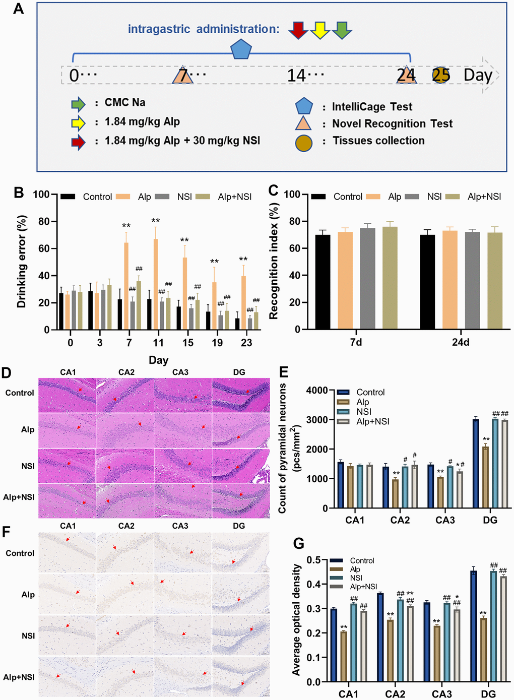 Effects of repeated administration of Alp on learning and memory in mice. (A) Scheme of behavioral experiments. (B) The drinking error of each mouse was examined by ICS (n = 12). (C) The learning ability of each mouse was evaluated by NOR (n = 12). (D) HE staining in each region (CA1, CA2, CA3 and DG) of the hippocampus. (E) Counting of pyramidal neurons in each region (CA1, CA2, CA3 and DG) of the hippocampus (n = 6). (F) Immunohistochemical staining in each region (CA1, CA2, CA3 and DG) of the BDNF expression. (G) Statistical results of BDNF immunohistochemical in average optical density (n = 6). Scale bar is 100 μm. Data are presented as mean ± SEM. *p **p #p ##p 